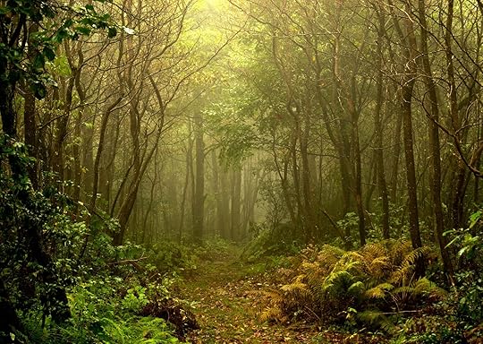 forbes state forest - beautiful places in pennsylvania