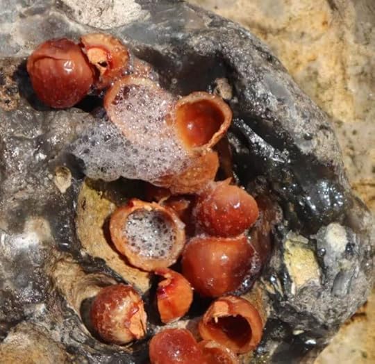 soap nuts to wash with