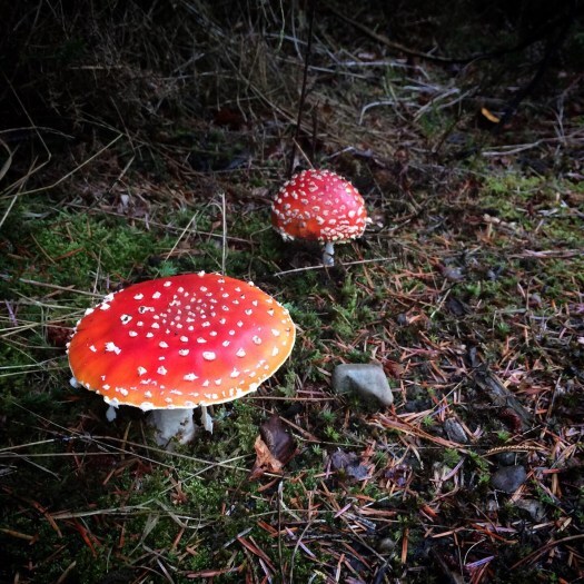 fairytale mushrooms, or fly agaric toadstools