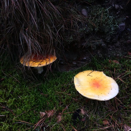 More fairytale mushrooms.