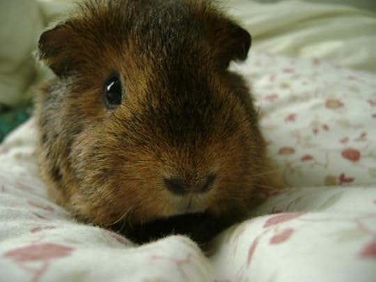 Rachel E Smith guinea pig Twiglet