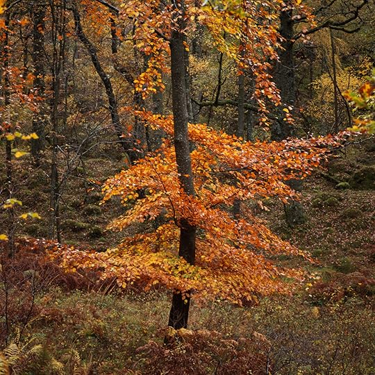 Autumn Beech tree, Hasselblad 501cm, Fujifilm Velvia 50 landscape fall photography, thomas heaton