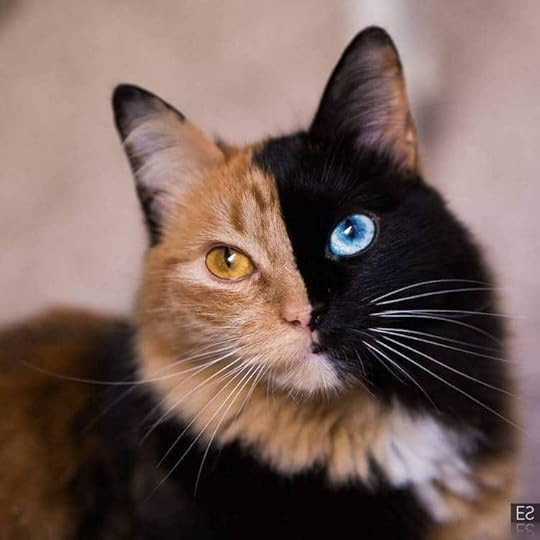 Meet Quimera, a Chimera Cat With a Purrfectly Two-Toned Face