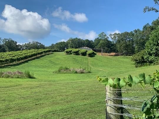 view of grassy hills and vineyard with blue sky in the background at Engelheim Vineyards - Georgia wineries