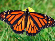 Monarch butterfly