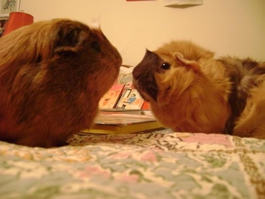 Rachel E Smith guinea pigs Peregrine and Ozma