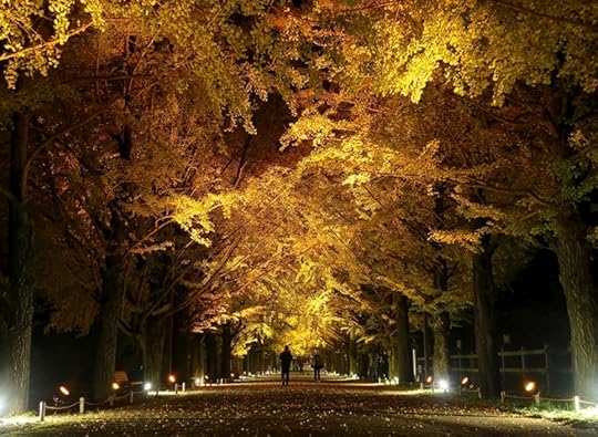 Alley of gingko trees with autumn leaves lit up at night at Showa Kinen Park