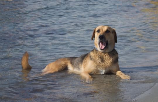 dog sat in the sea