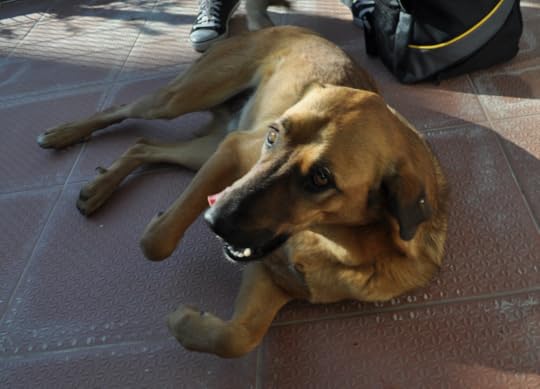 dog playing on the ground