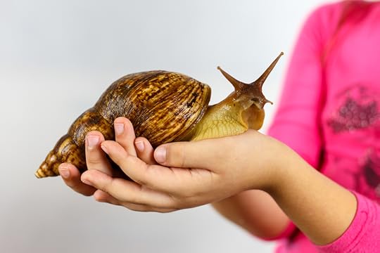 Giant African Land Snail