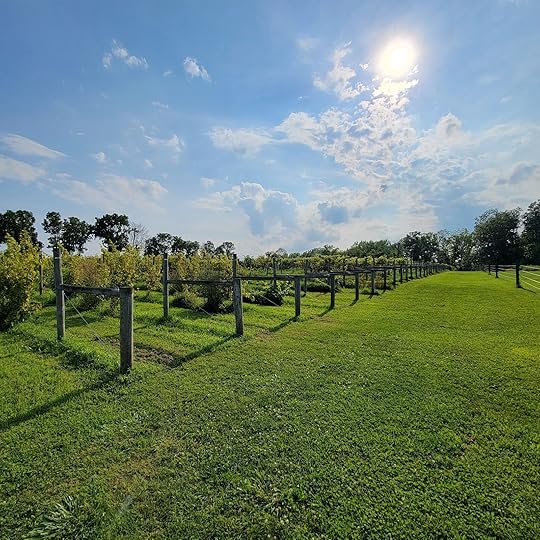 deer-run-winery-vineyard-finger-lakes-wineries