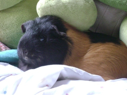 Rachel E Smith guinea pig Murderface