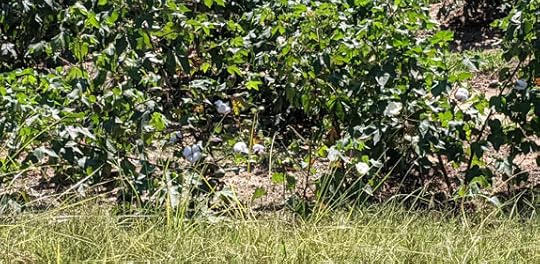 Cotton smaller clipped Sept 23 2022