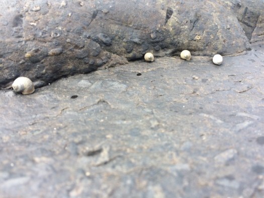 shells at St Combs Beach