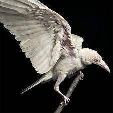 Rare Albino Raven Murdered | Audubon