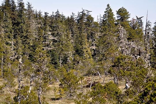 Alaskan Woods Photograph by John Hughes | Pixels