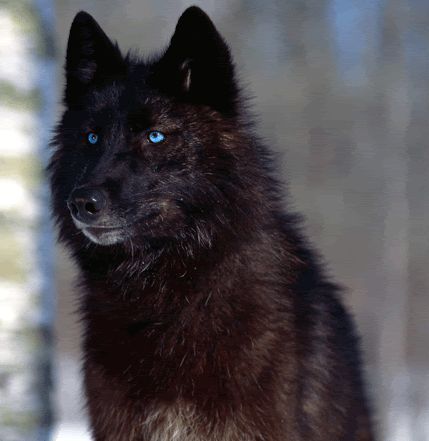 Black Wolf with Blue Eyes | Wolf form picture for reference. | Wolf photos, Wolf with blue eyes, Black husky