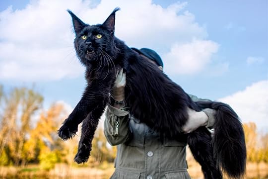 Maine Coon Size Compared to a Normal Cat - Cat-World