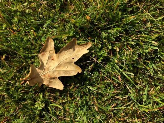 autumn oak leaf