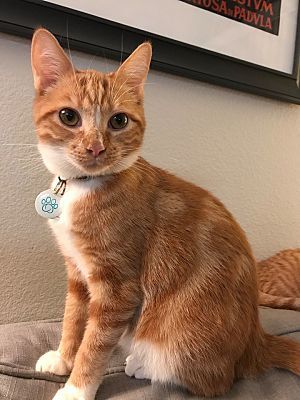 Los Angeles, CA - Domestic Shorthair. Meet Madison [Rare Female Orange] a Pet for Adoption - AdoptaPet.com