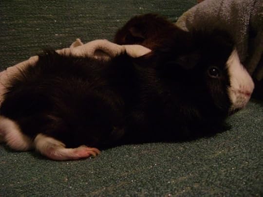 Rachel E Smith guinea pigs photo Thadeus Pammy