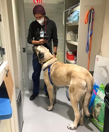 Big Dog at the ASPCA