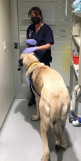 Big Dog at the ASPCA