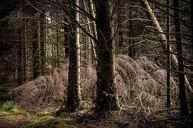 Glen Brittle Forest Skye