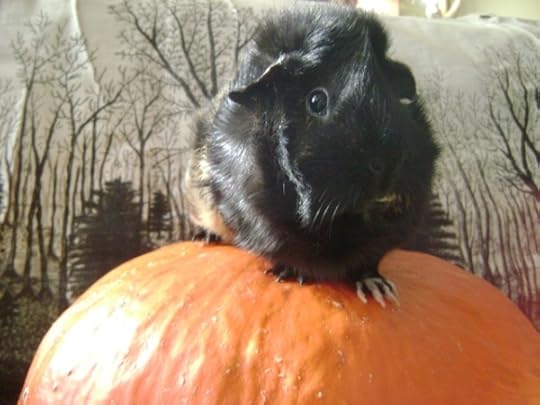 Rachel E Smith guinea pig Hen Wen