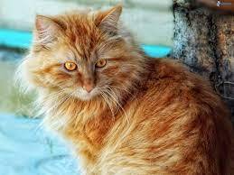 Ginger cat