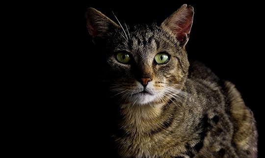 Brown Tabby Cat · Free Stock Photo
