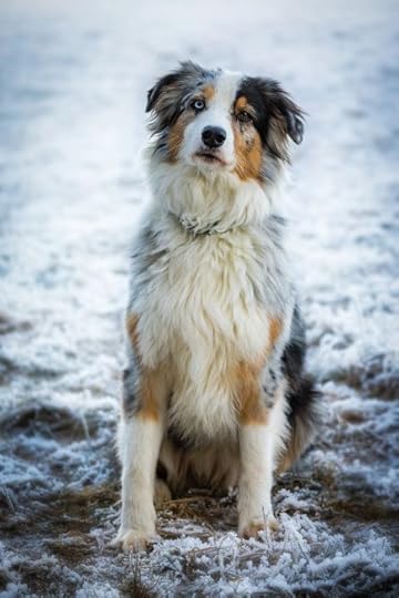 17 Medium Sized Dogs - Best Medium Sized Dogs