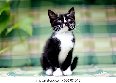 1,845,823 White kitten Images, Stock Photos & Vectors | Shutterstock
