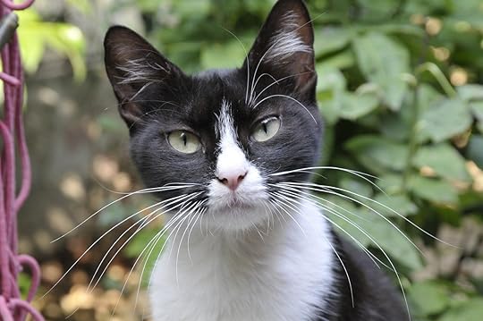 Black and White Cats: 11 Fascinating Facts About These Dapper Felines | The Dog People by Rover.com