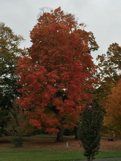A beautiful tree showing off in Maine. (Photo: C. Jansmann)