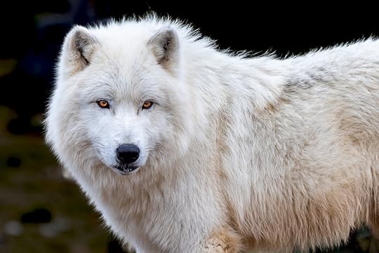 Escaped Arctic wolf in Port Colborne shot and killed by Niagara police - Cottage Life