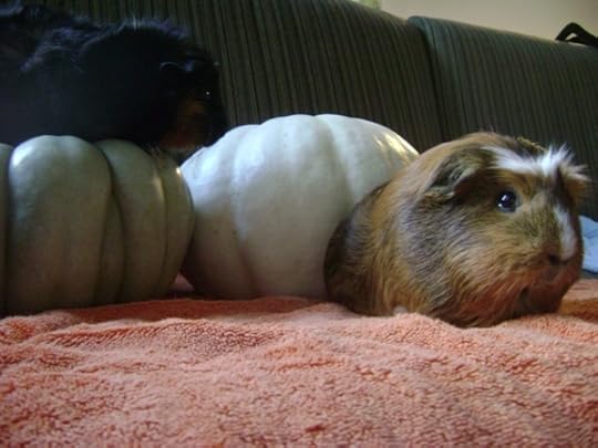 Rachel E Smith guinea pigs Merricat and Peregrine