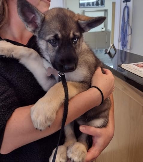german shepherd husky mix puppy in woman's arms