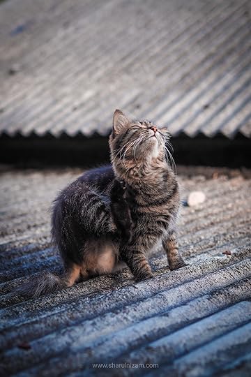 Cat Photography August 2022