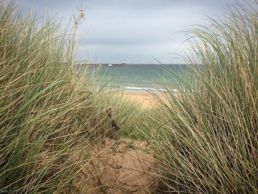 sometimes the sea: peering through the grasses to the sea