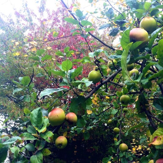 Autumn in Scotland - apples