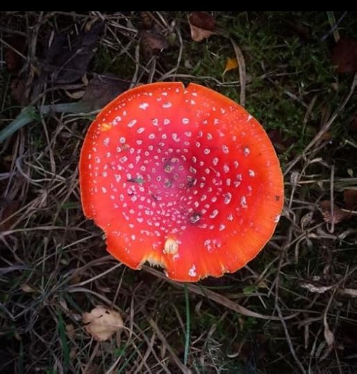 fly agaric toadstool: autumn in Scotland