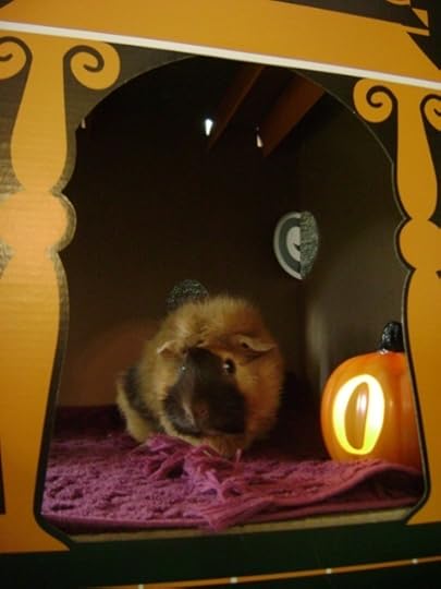 Rachel E Smith guinea pig Ozma