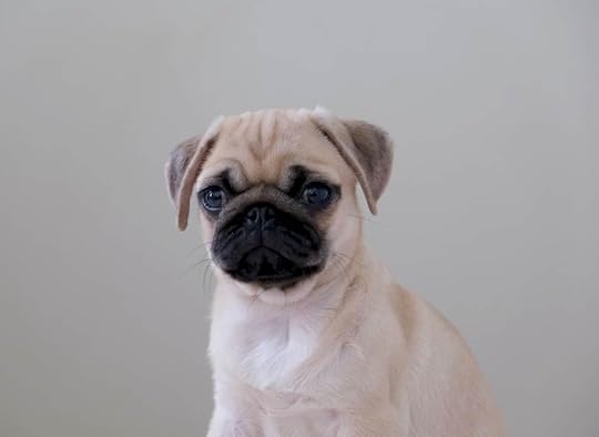 What is a Teacup (or Toy) Pug? - Boogie the Pug