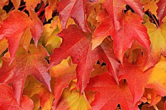 Autumn beauty