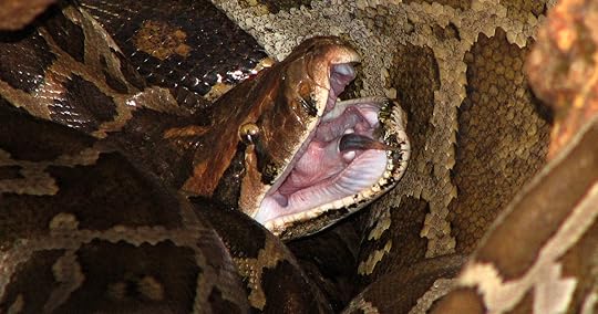 Burmese Python
