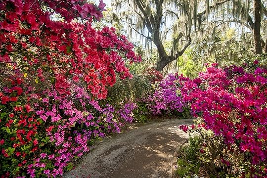 Blooming spring flowers, azaleas, at Magnolia Plantation and Garden in Charleston, SC