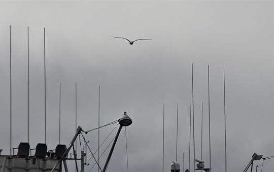 Gull