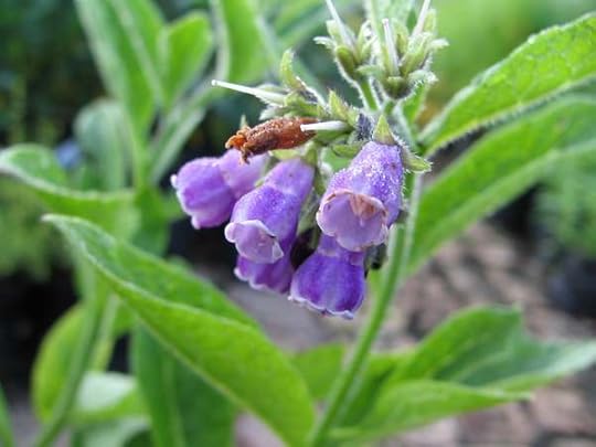 Image: 10 Ways to use comfrey, a powerful healing herb