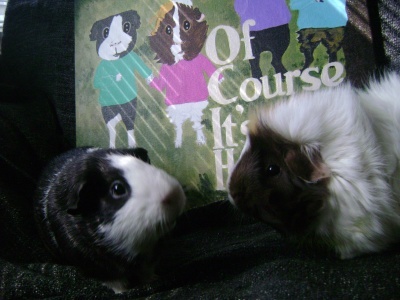 Rachel E Smith guinea pigs Thorfinnur and Snuffy and painting Of Course It's Haunted